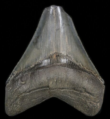 Serrated, Megalodon Tooth - South Carolina #39962